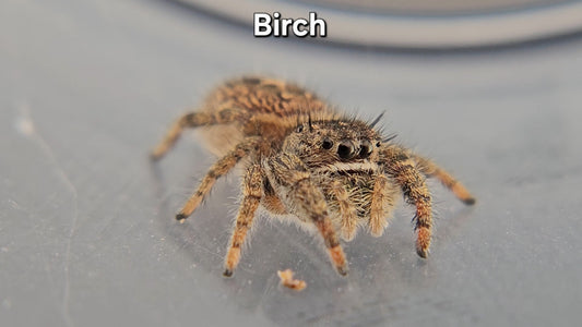 Birch - Unsexed Phidippus texanus