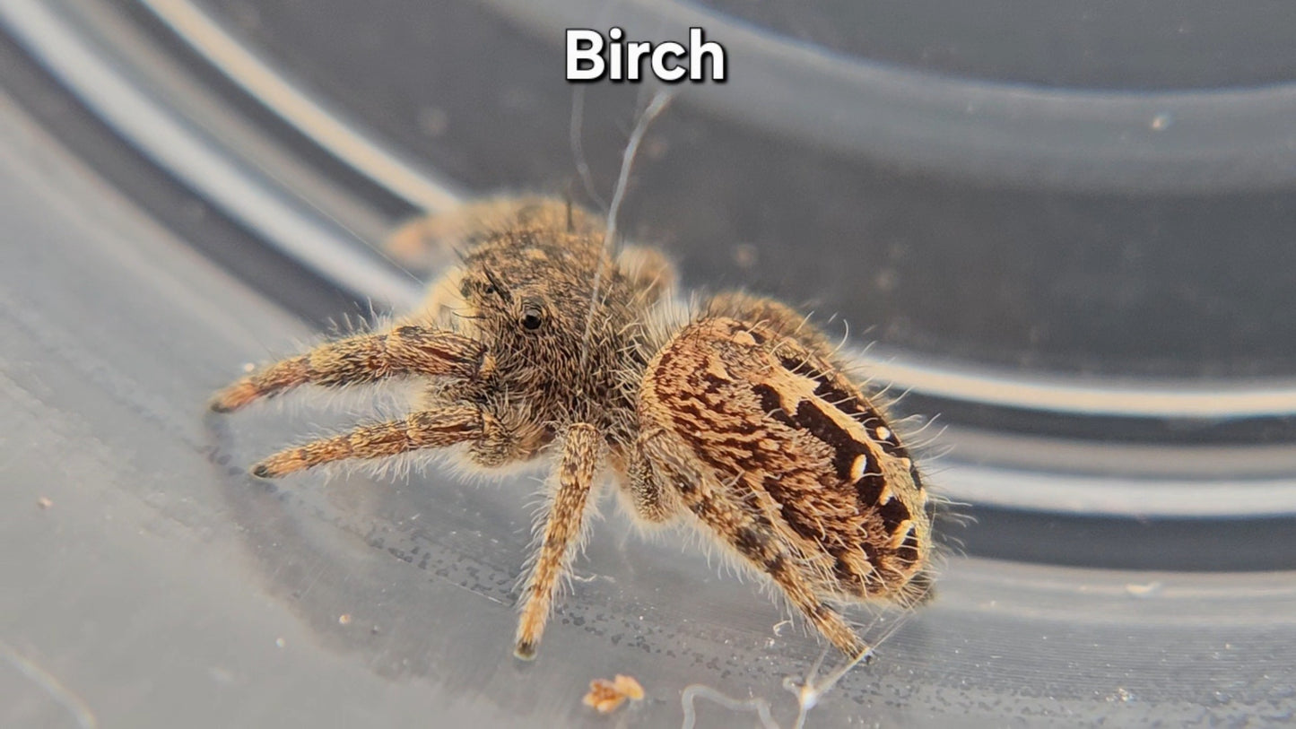 Birch - Unsexed Phidippus texanus