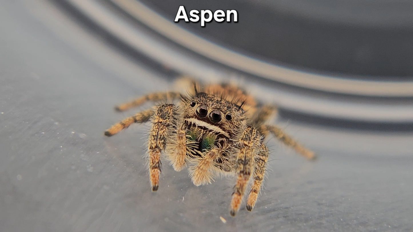Aspen - Unsexed(M?) Phidippus texanus