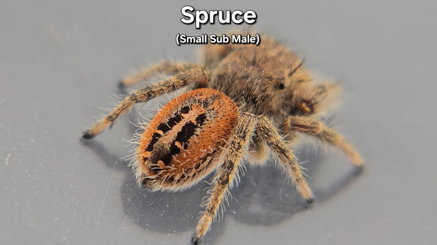 Spruce - Male Phidippus texanus