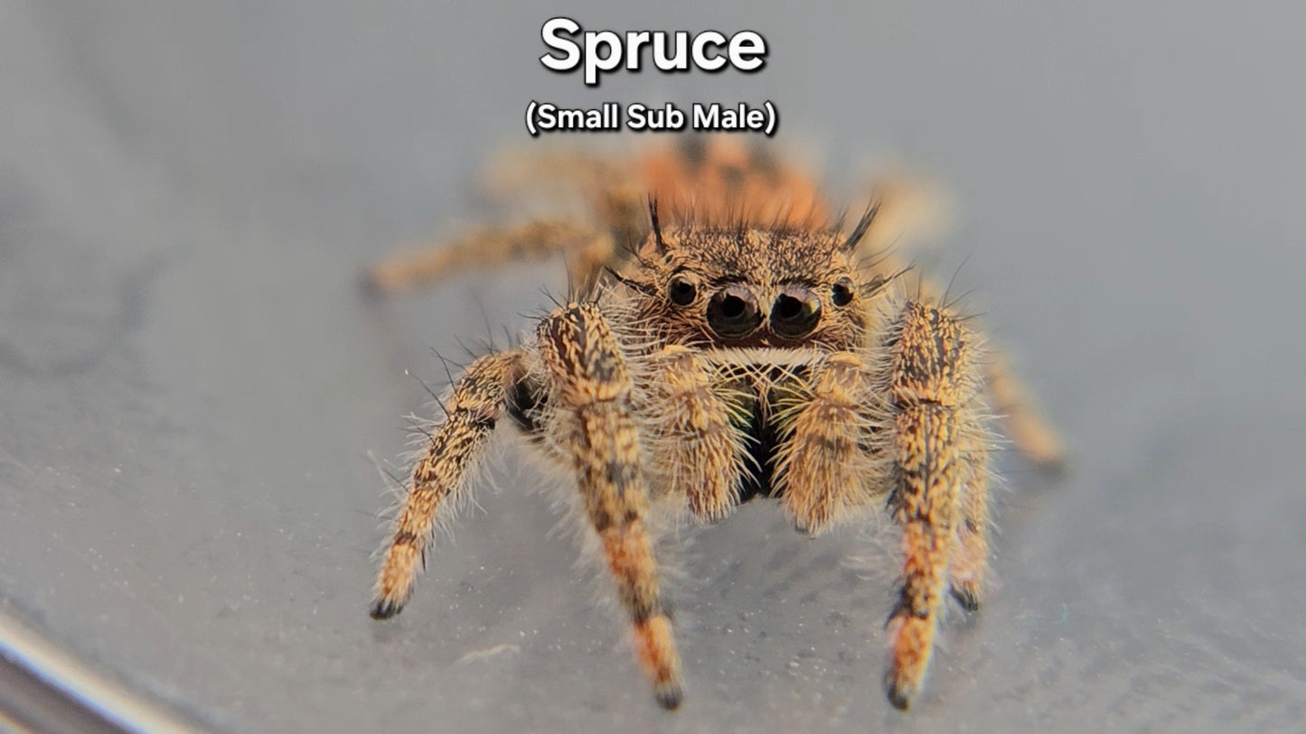 Spruce - Male Phidippus texanus
