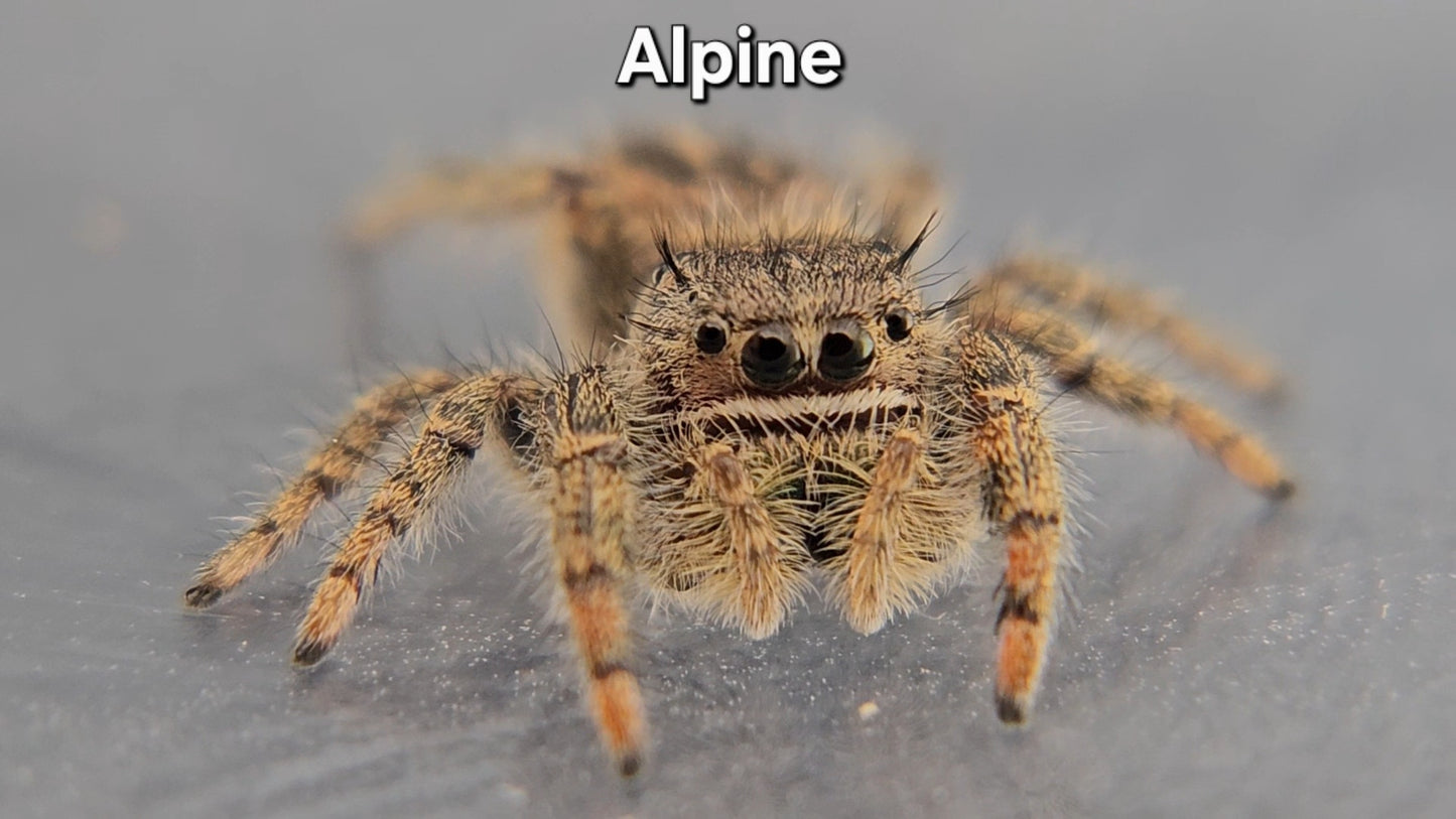 Alpine - Unsexed Phidippus texanus