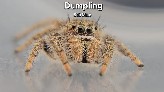 Dumpling - Male Phidippus texanus
