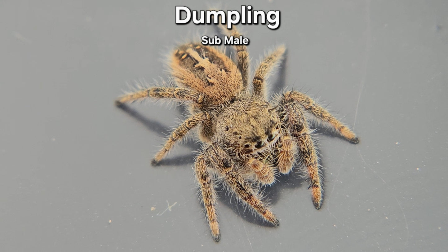 Dumpling - Male Phidippus texanus
