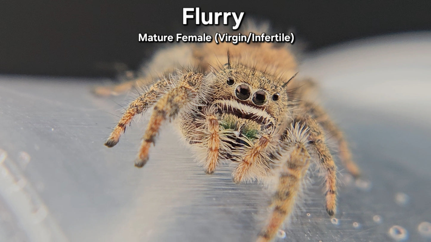 Flurry - Mature Female Phidippus texanus (Virgin/Infertile)
