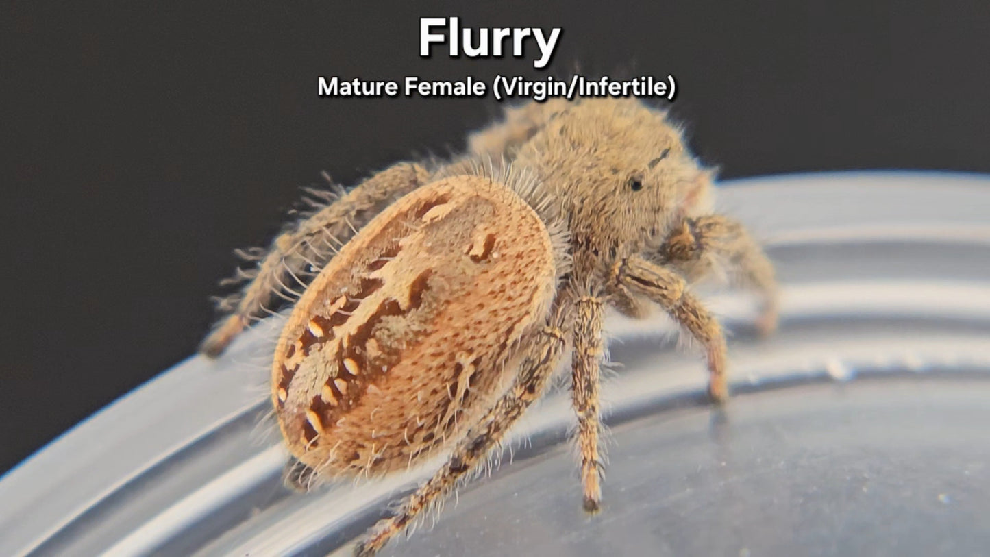 Flurry - Mature Female Phidippus texanus (Virgin/Infertile)