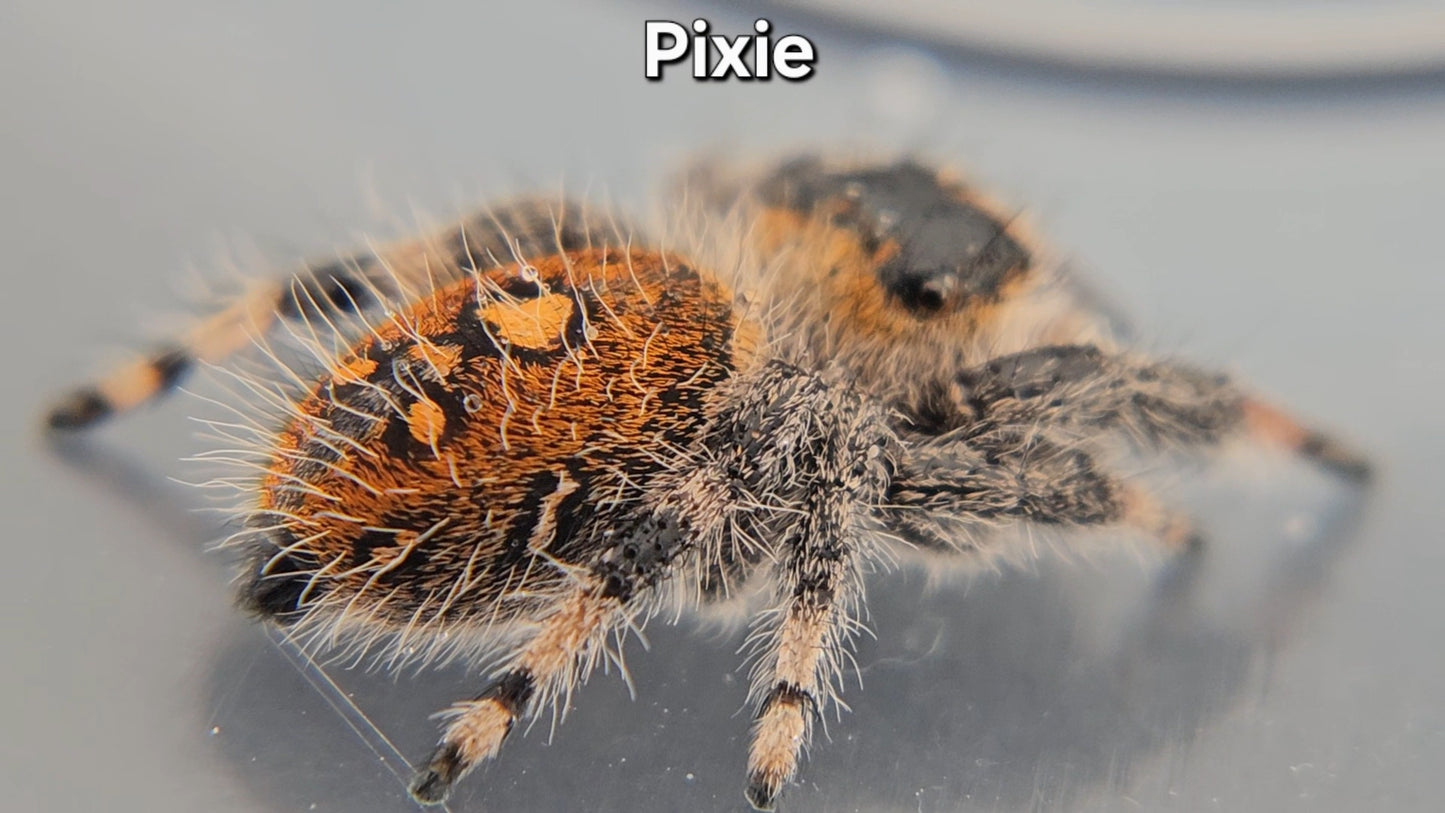Pixie - Female Regal