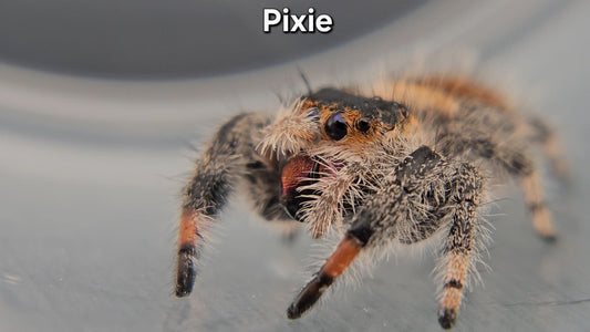 Pixie - Female Regal