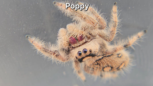 Poppy - Female Regal