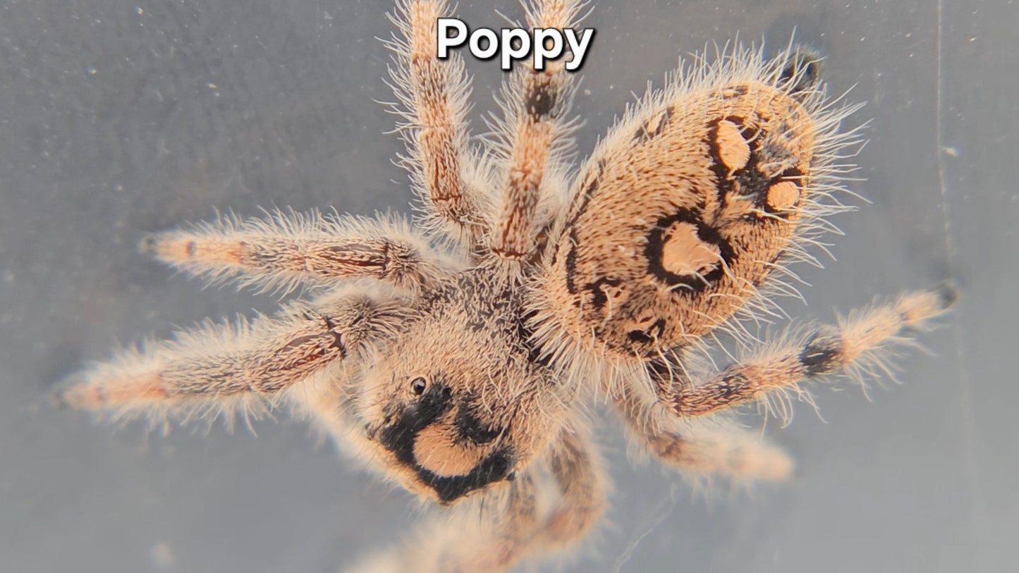 Poppy - Female Regal