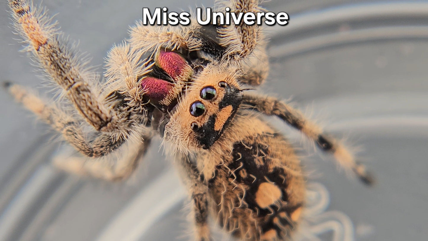 Miss Universe - Female Regal