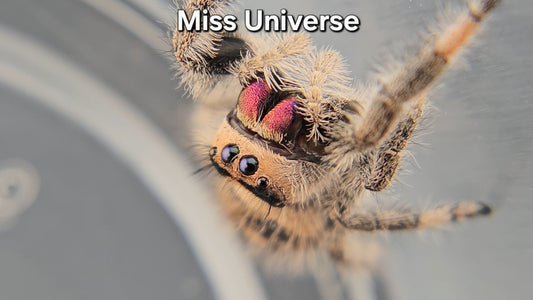 Miss Universe - Female Regal