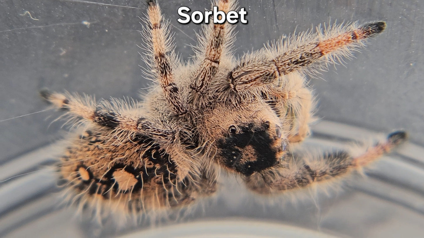 Sorbet - Female Regal