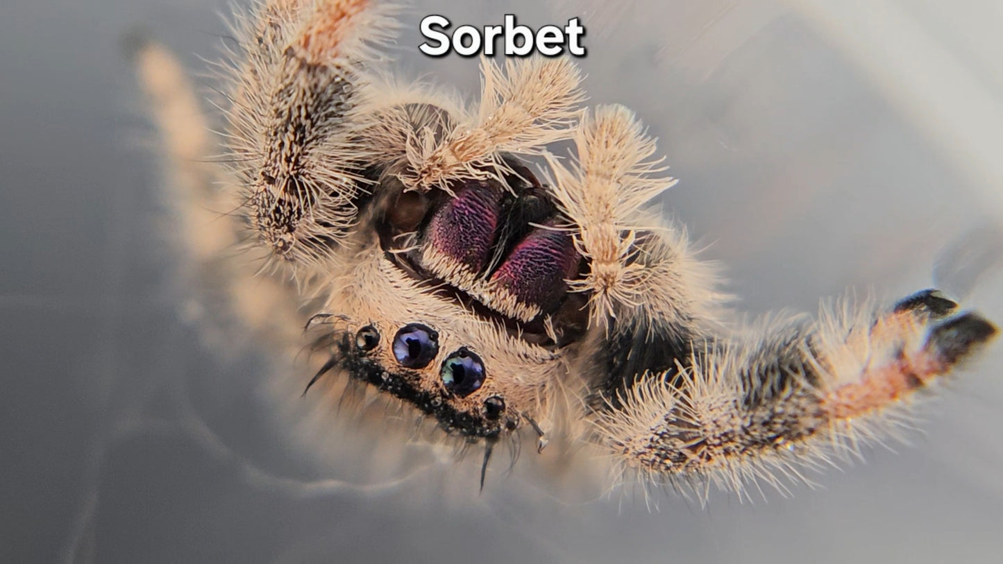 Sorbet - Female Regal