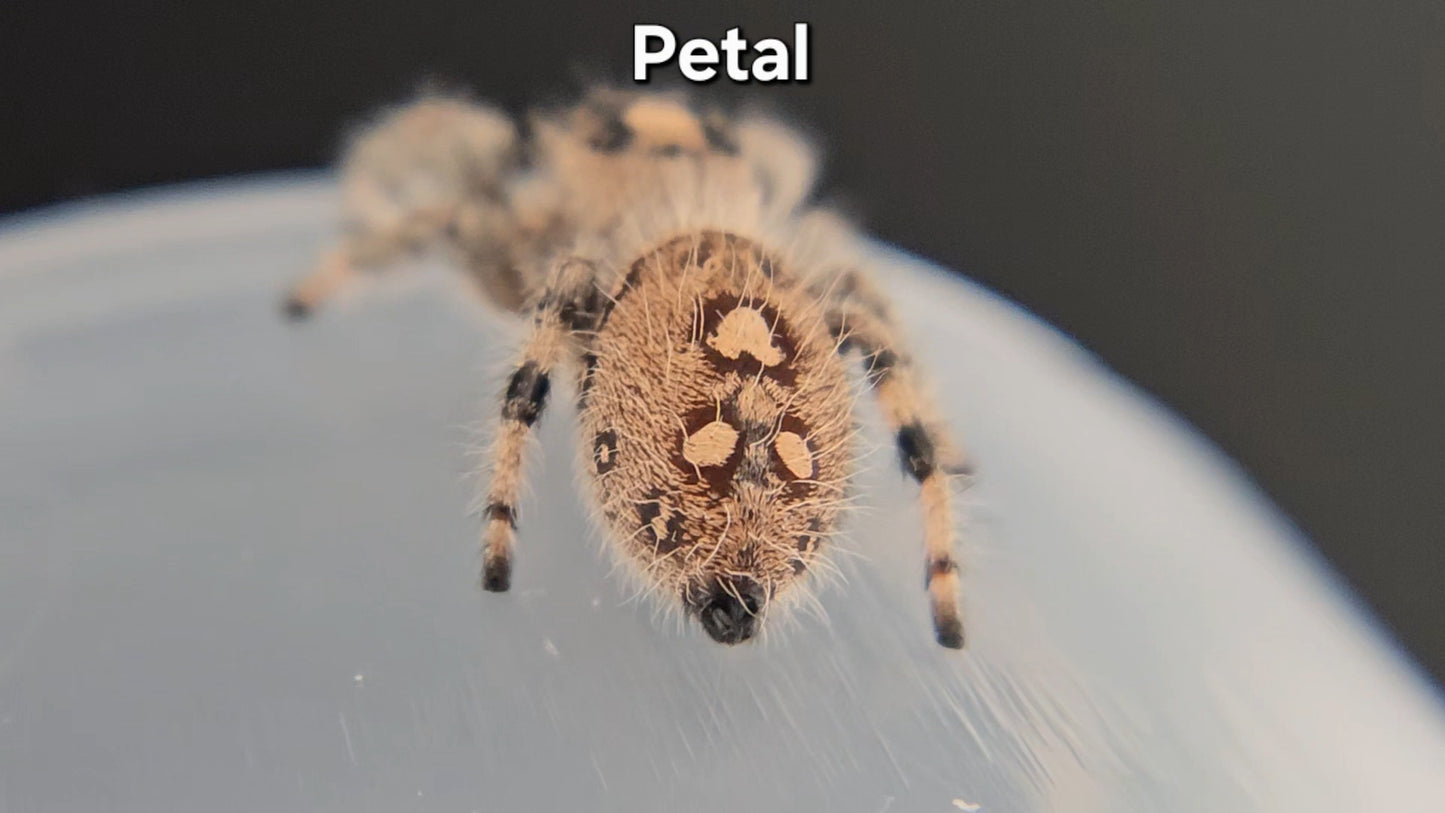 Petal - Female Regal