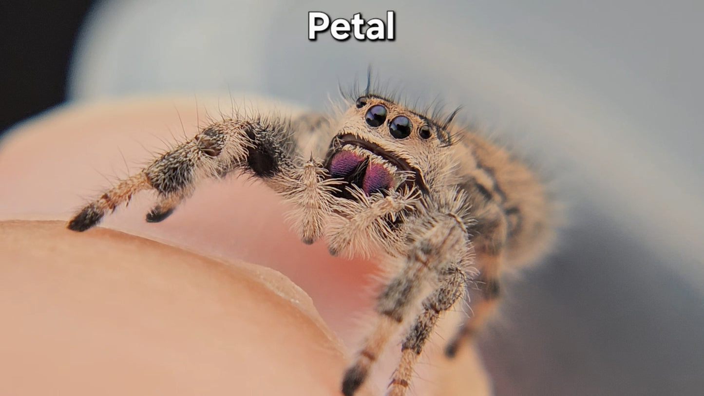Petal - Female Regal