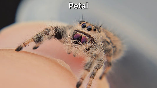 Petal - Female Regal