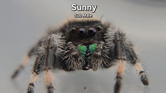 Sunny - Male Regal