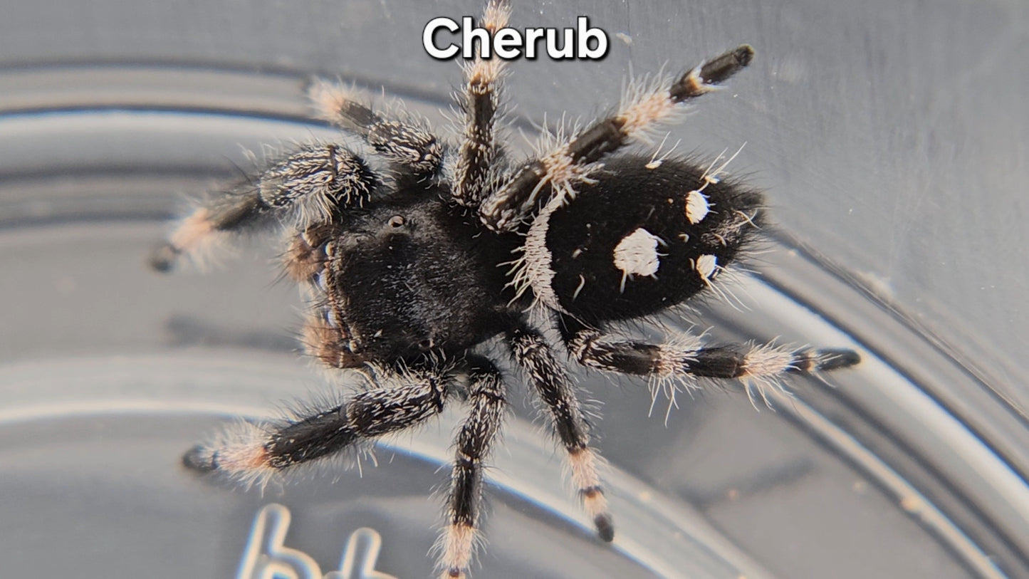Cherub - Male Regal