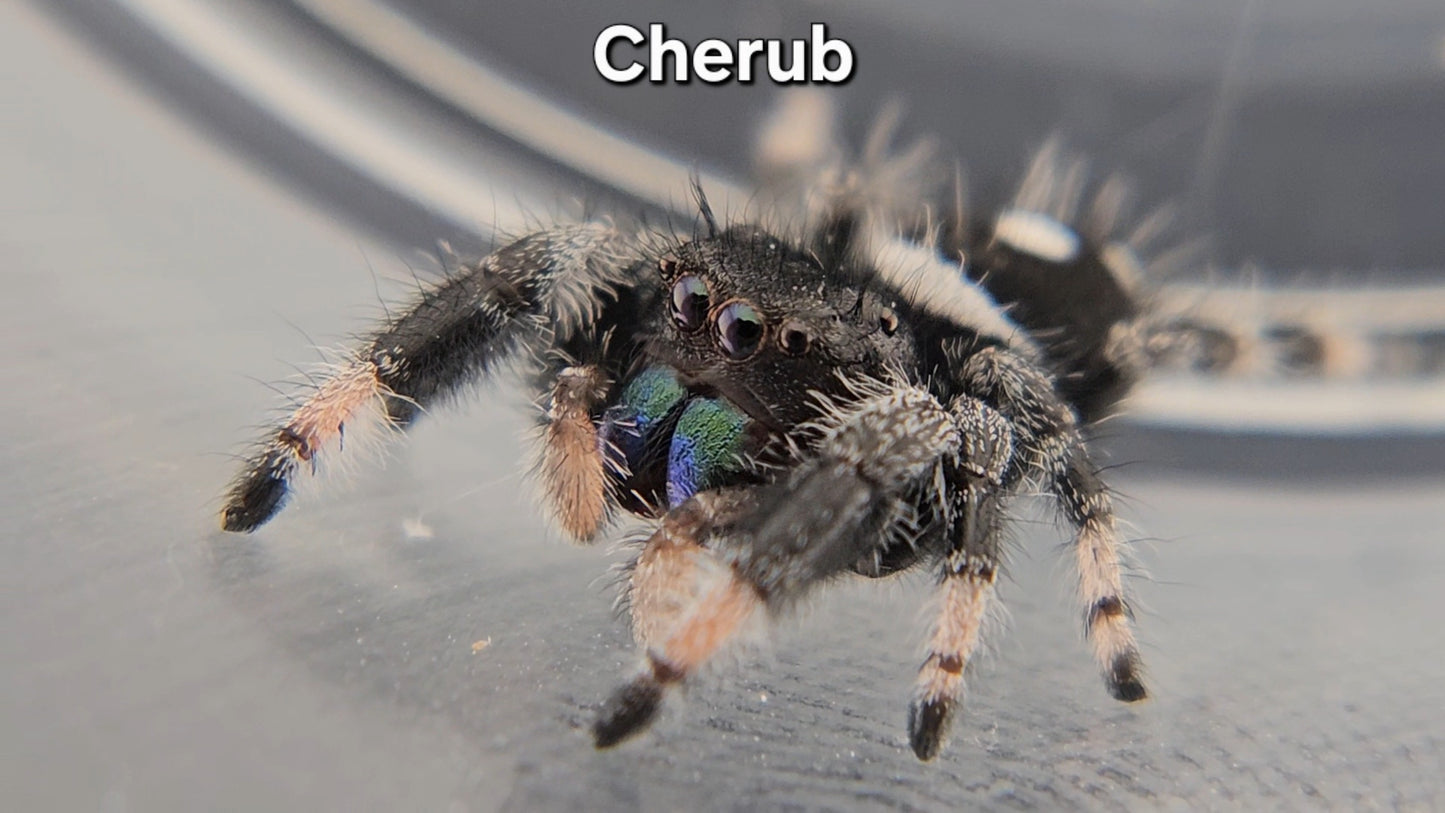 Cherub - Male Regal
