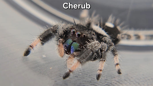 Cherub - Male Regal