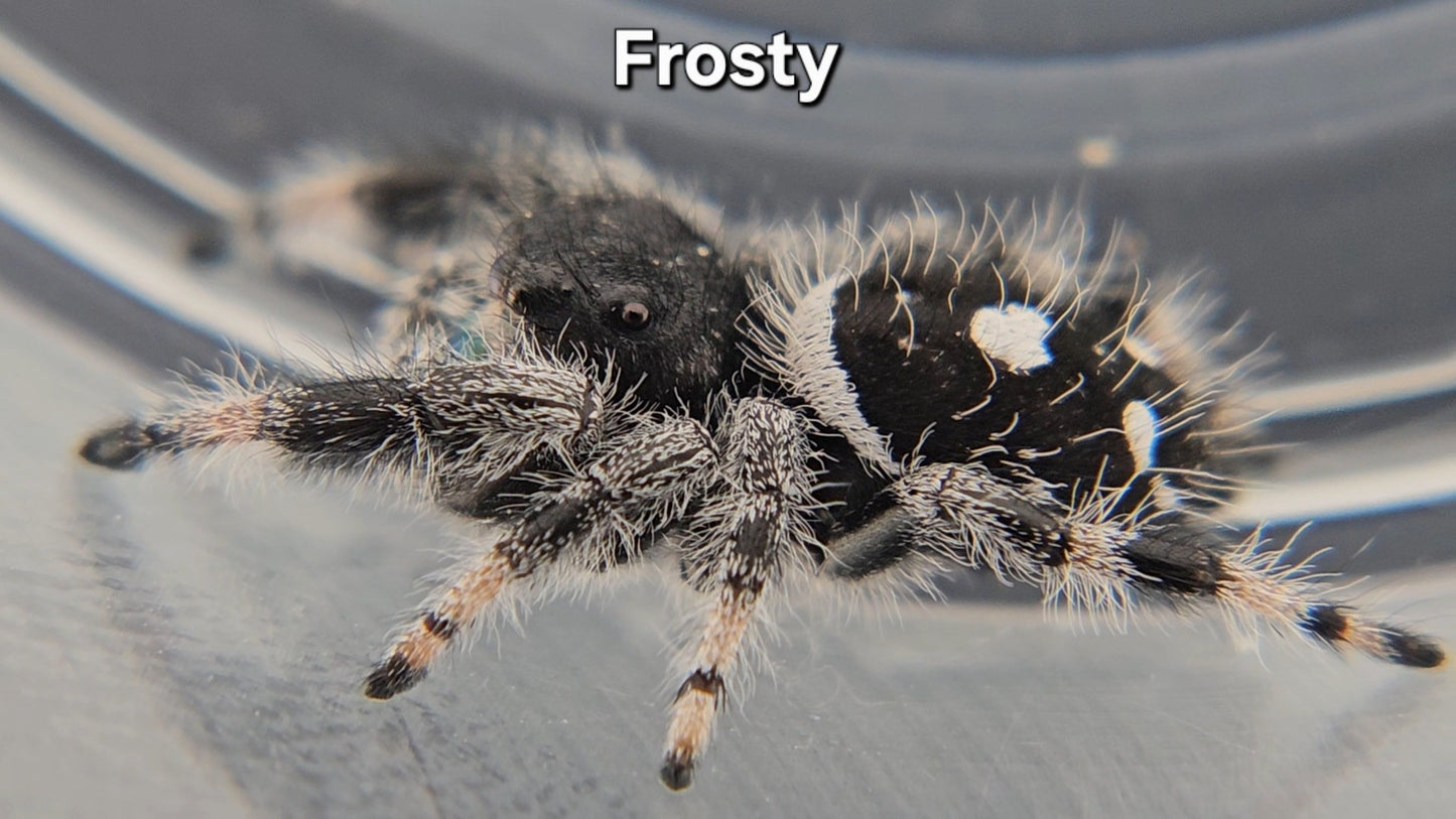 Frosty - Male Regal