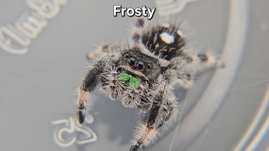 Frosty - Male Regal