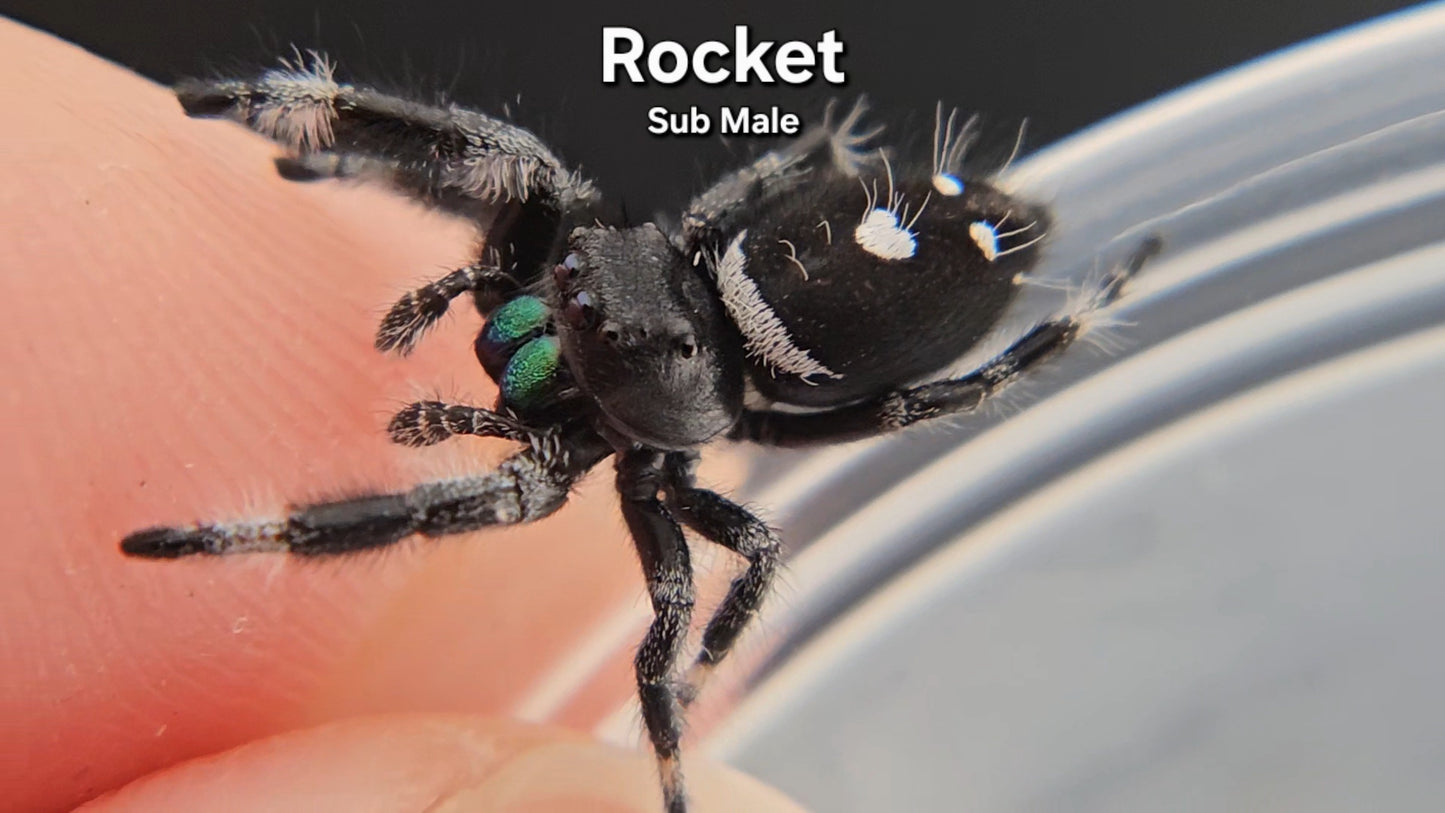 Rocket - Male Regal