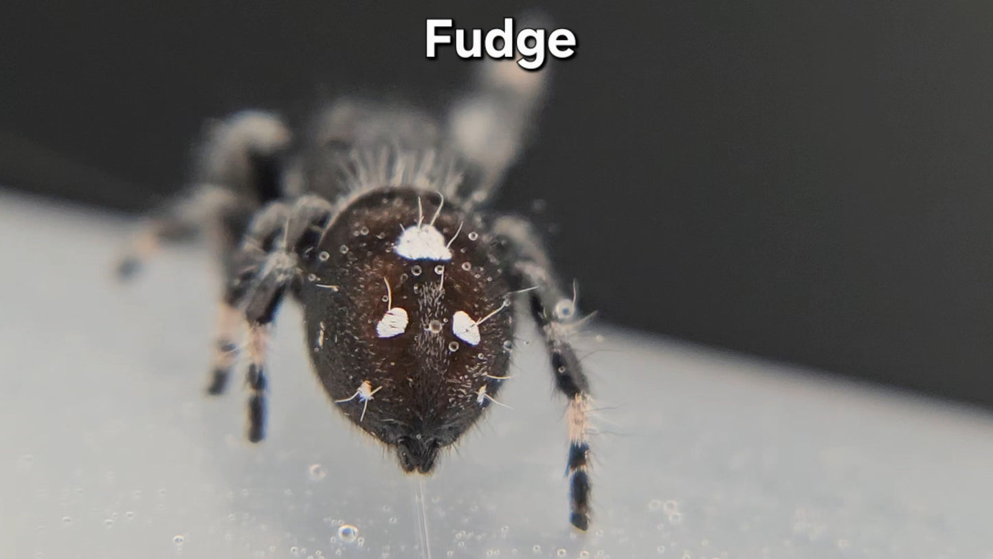 Fudge - Male Regal