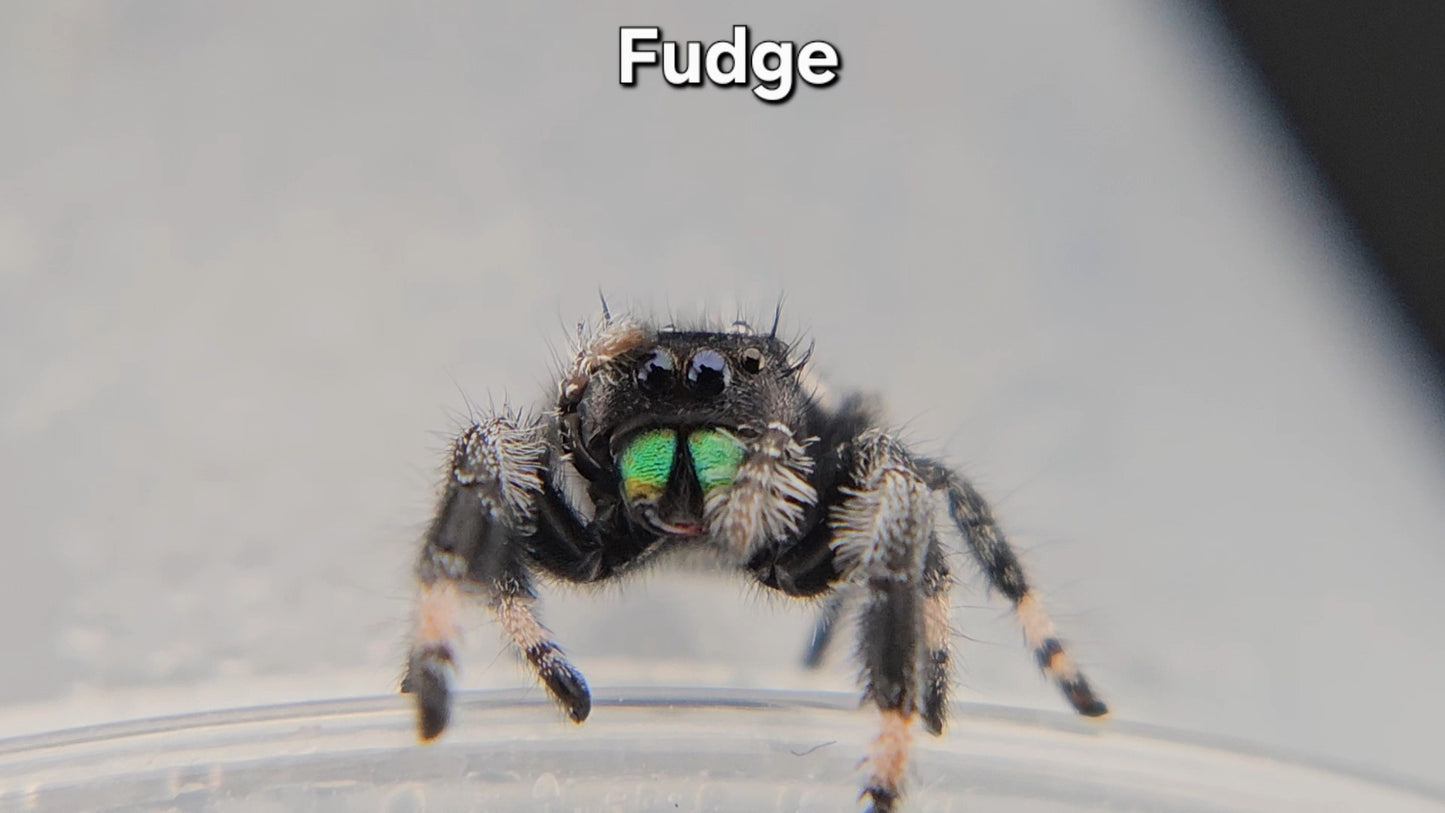 Fudge - Male Regal