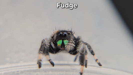 Fudge - Male Regal