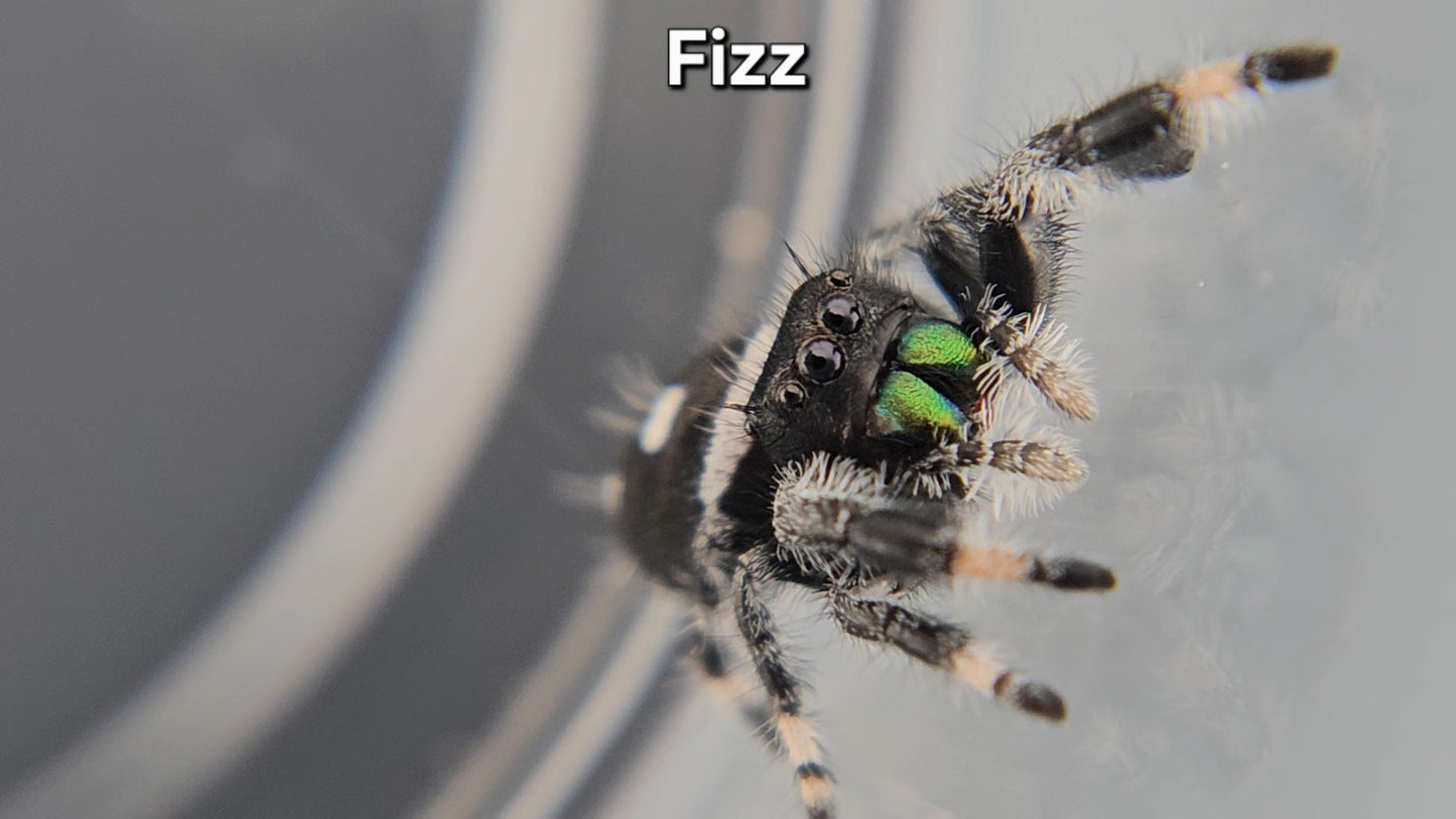 Fizz - Male Regal