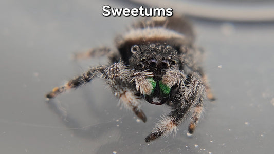 Sweetums - Male Regal