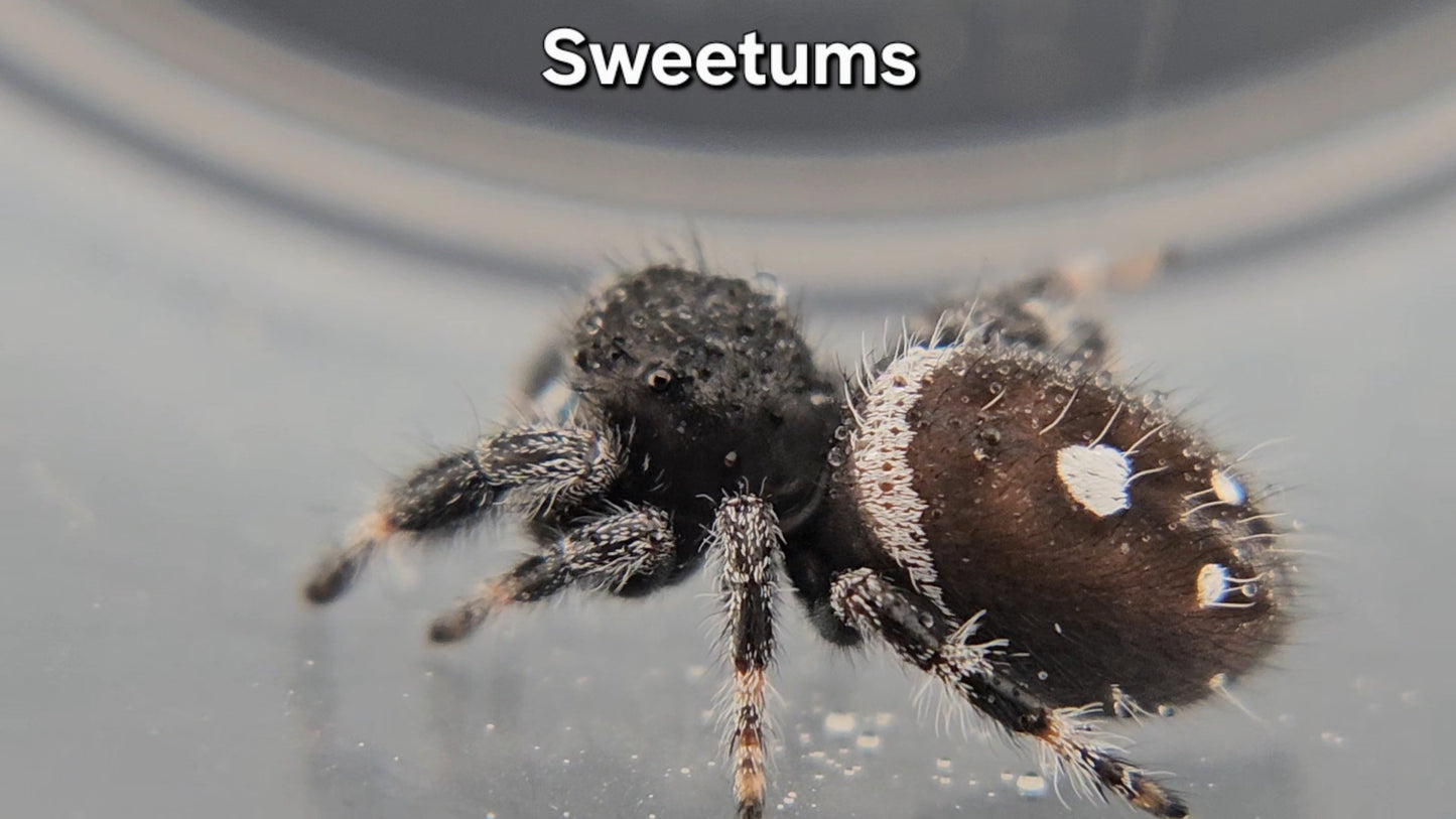 Sweetums - Male Regal