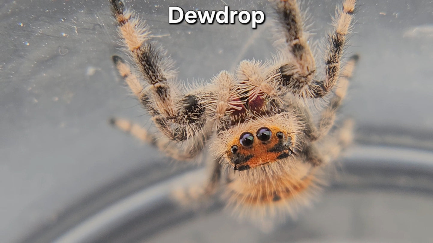 Dewdrop - Female Regal