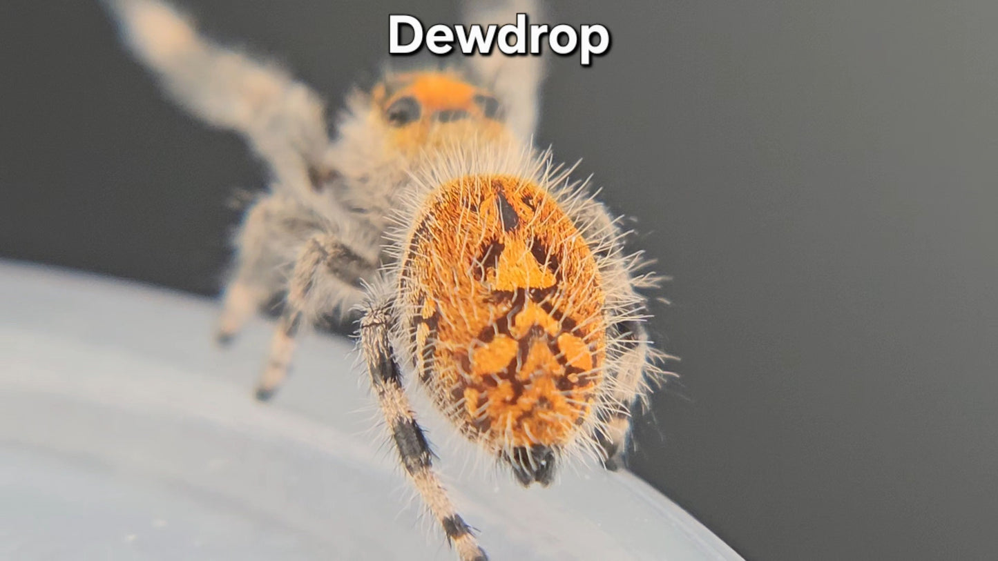 Dewdrop - Female Regal