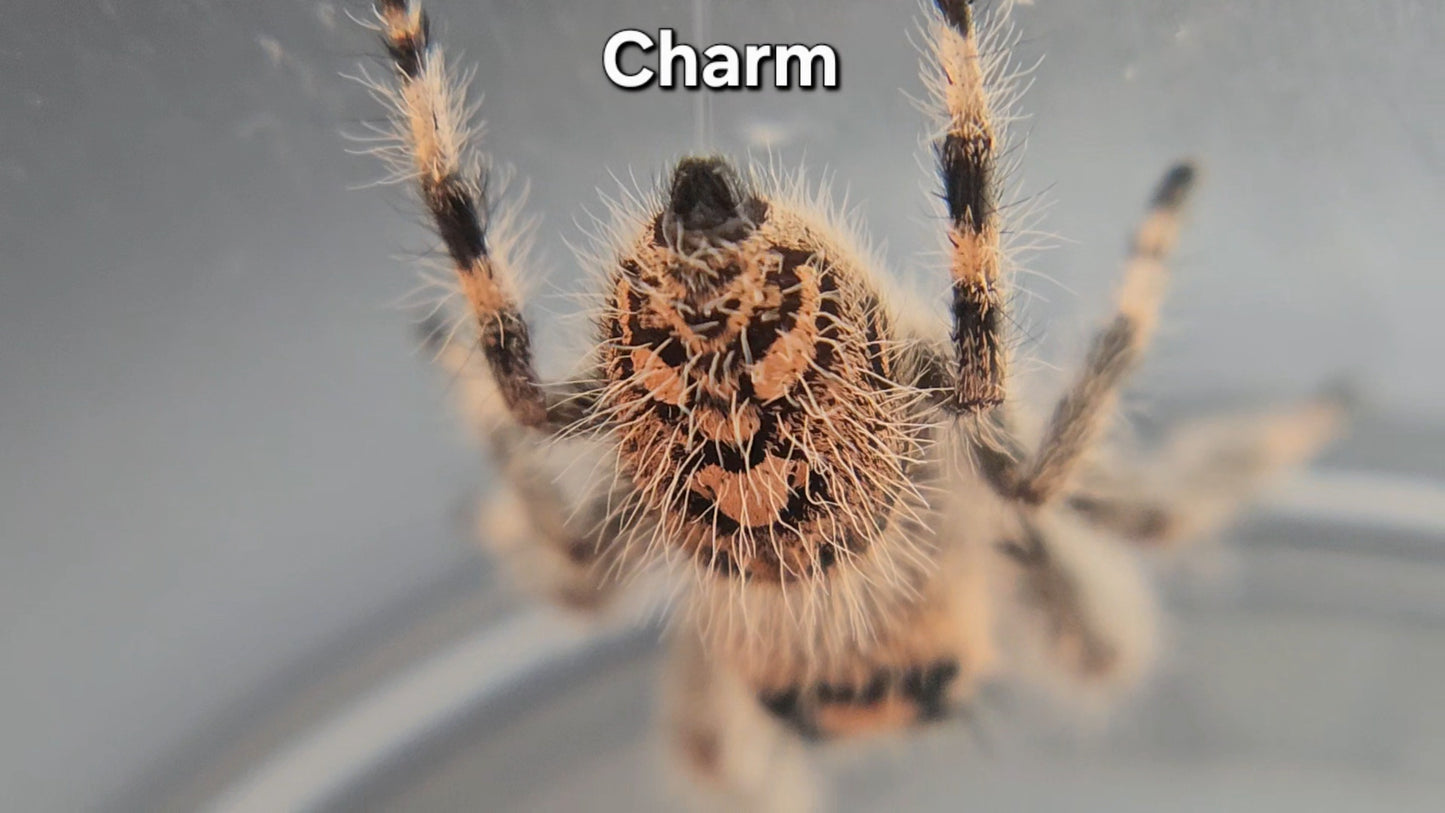 Charm - Female Regal