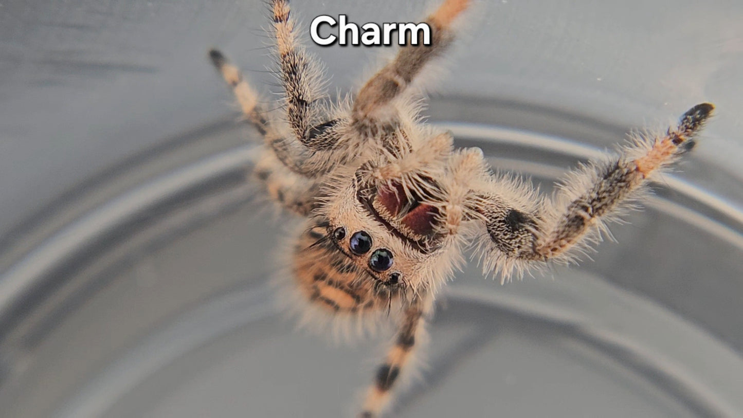 Charm - Female Regal