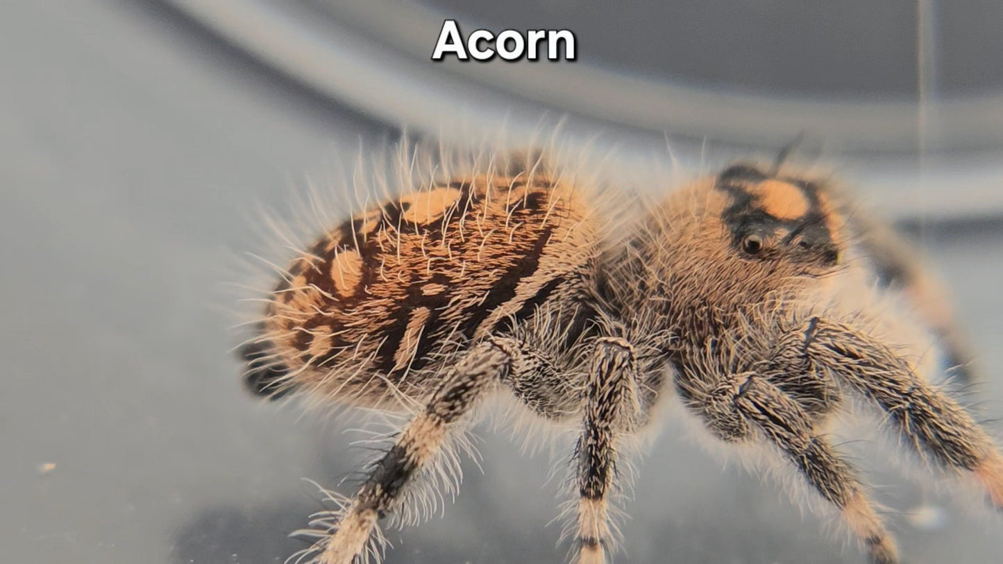 Acorn - Female Regal