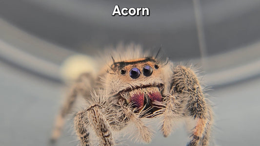 Acorn - Female Regal