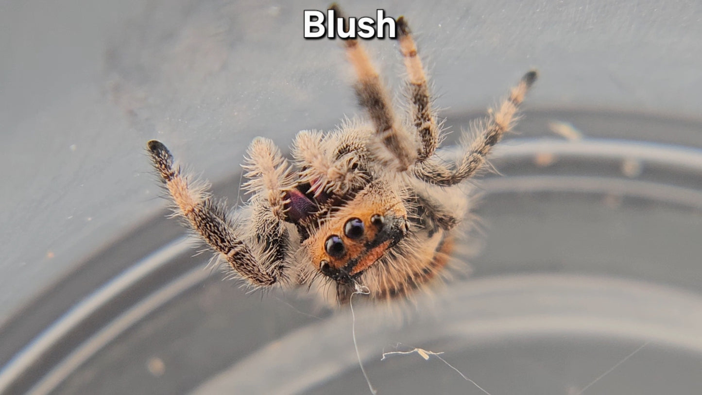 Blush - Female Regal