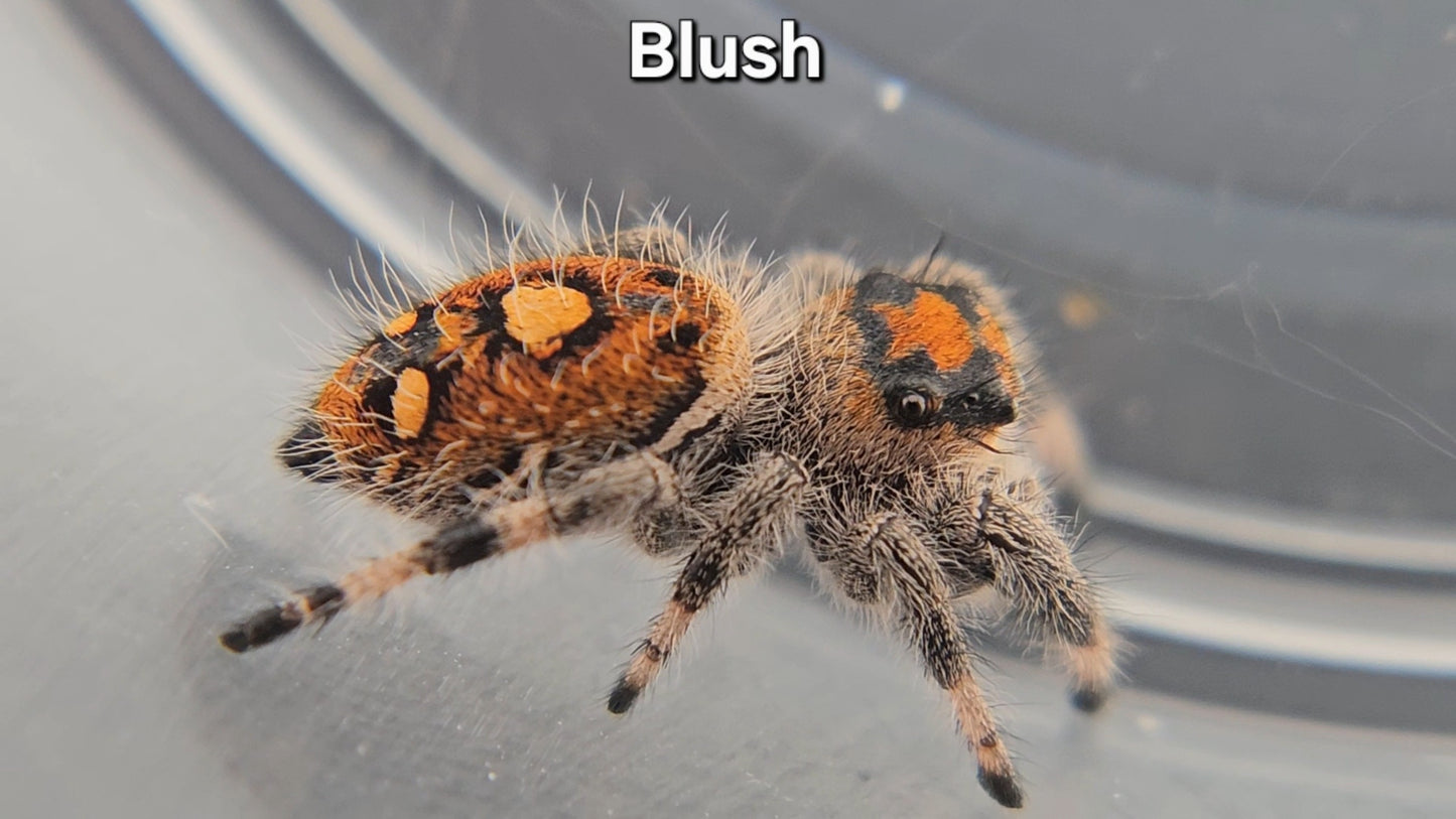 Blush - Female Regal