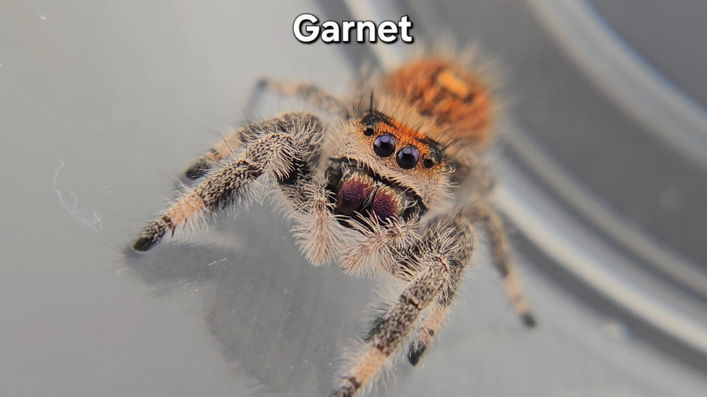Garnet - Female Regal