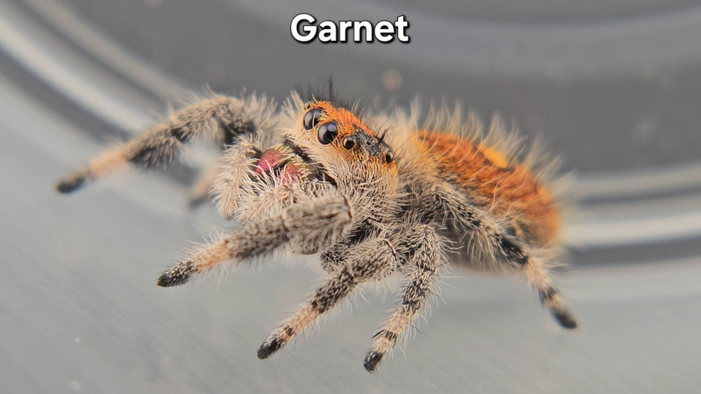 Garnet - Female Regal