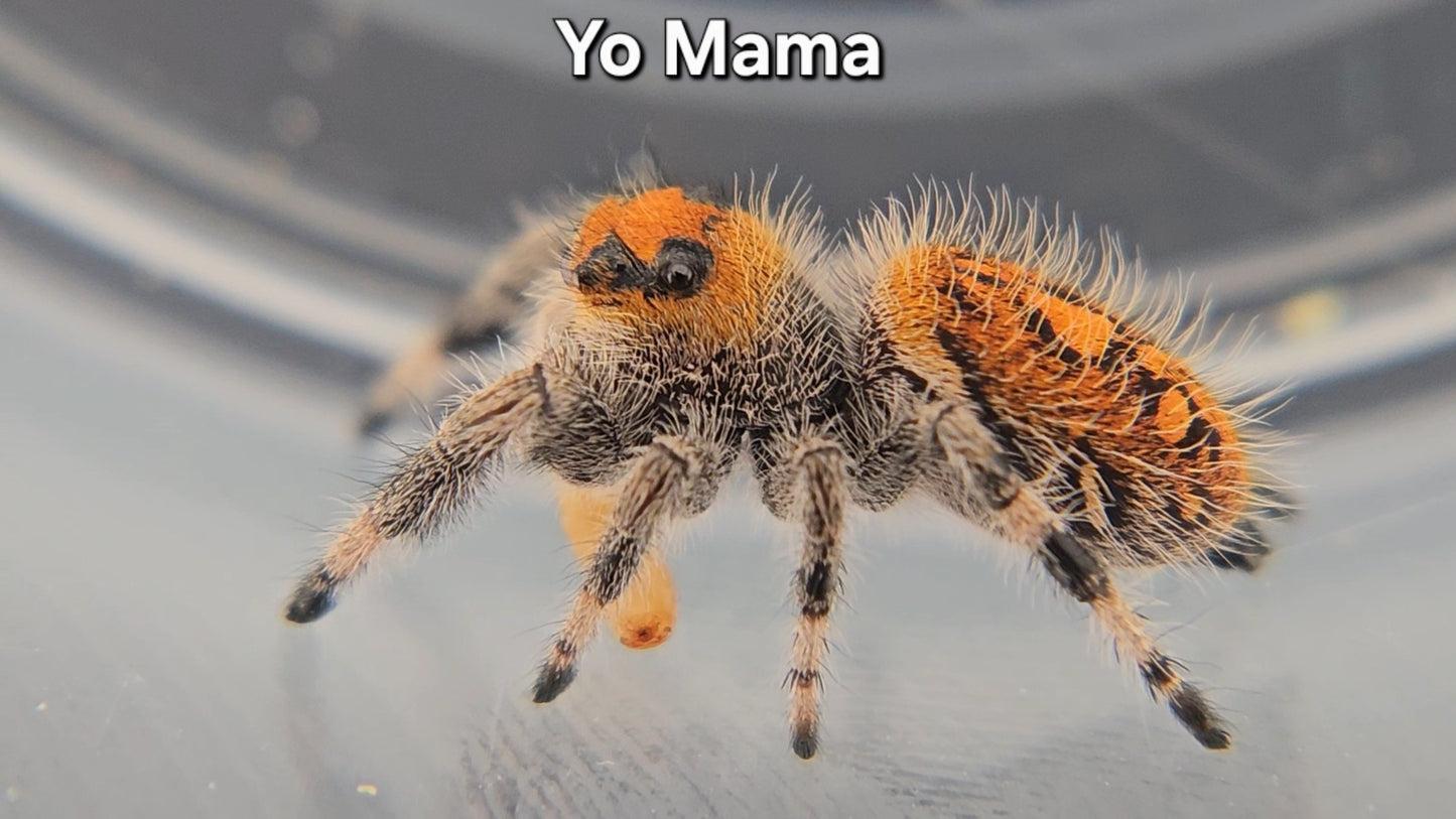 Yo Mama - Female Regal
