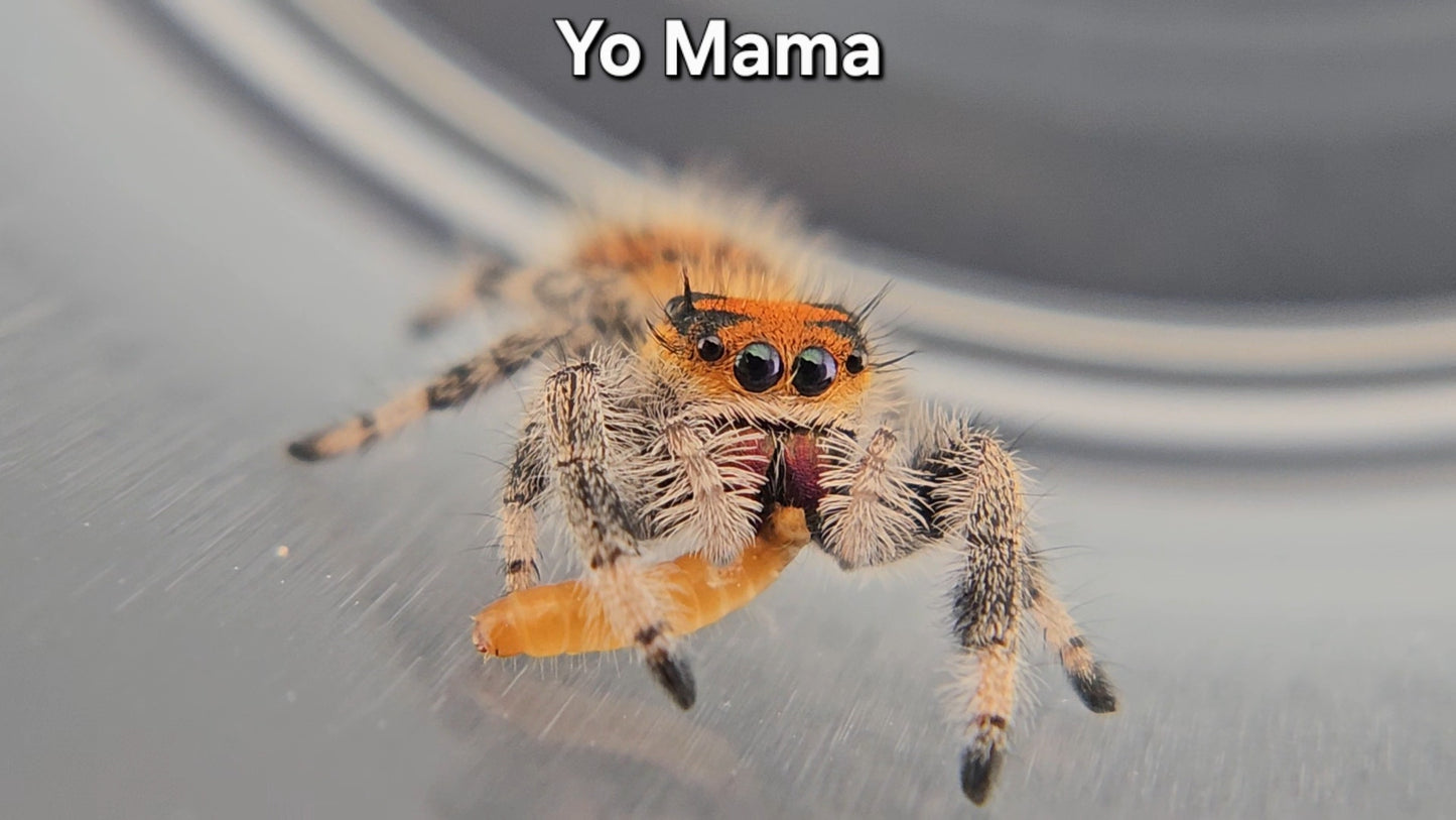 Yo Mama - Female Regal