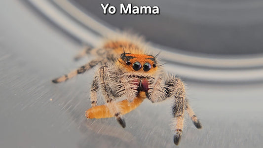 Yo Mama - Female Regal