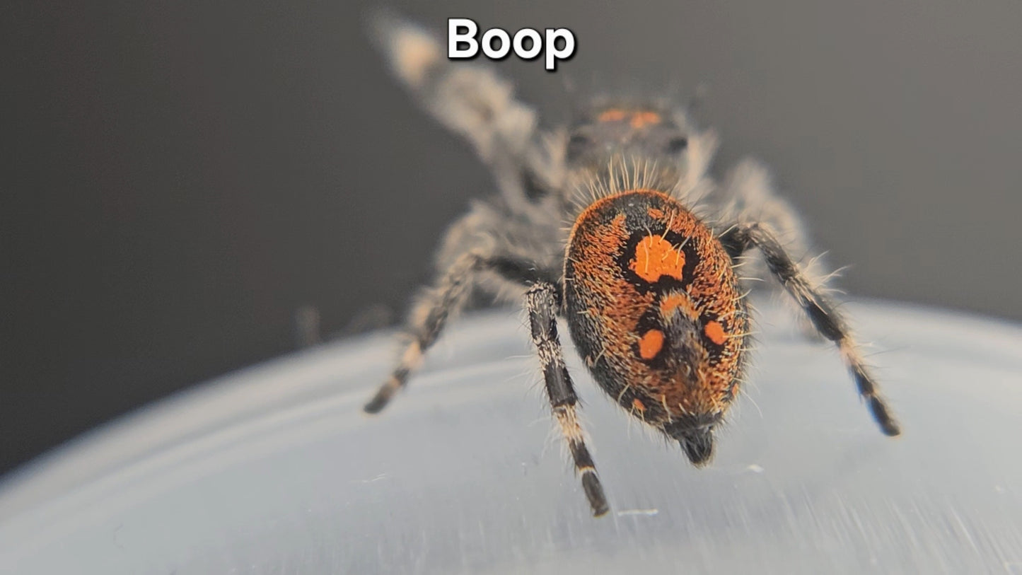 Boop - Female Regal