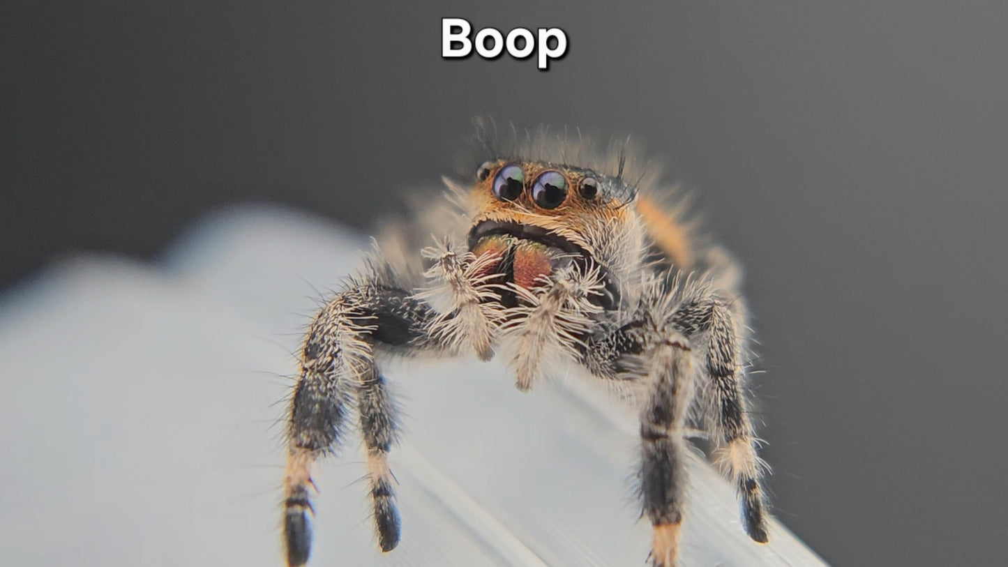 Boop - Female Regal