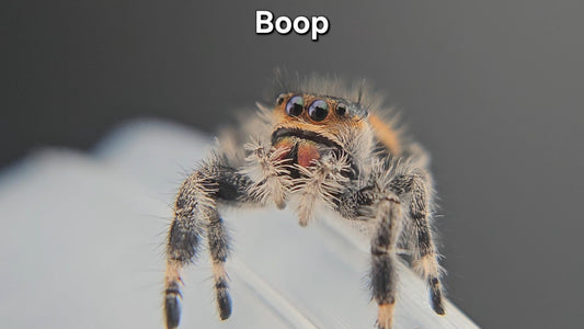 Boop - Female Regal